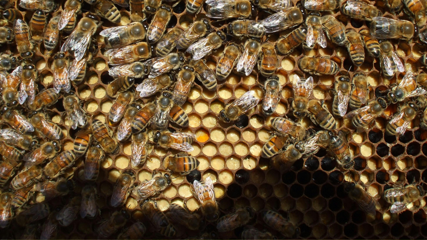 Comment les abeilles construisent-elles leur ruche?